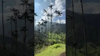 Exploring the Cocora Valley | Colombia #colombia #cocoravalley #shorts