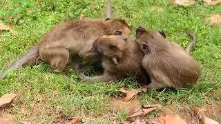 Never get Bored with these young monkeys make fun with Troop, Wild monkeys in the jungle