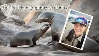 Tips for Photographing Sea Lions