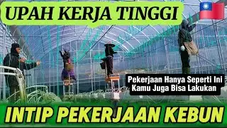 PEKERJA KEBUN TOMAT HIDROPONIK 🇹🇼