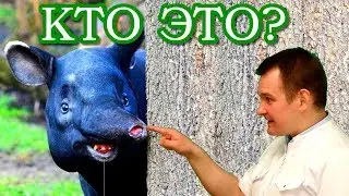 ЭТО ТАПИР. Самая забавная свинка на планете. Биософия.