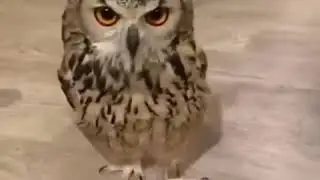 Смотрите как бегает сова