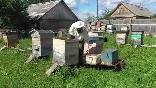 Итоги роеловно-пчеловодного сезона 2020. Роеловство на Вятке.