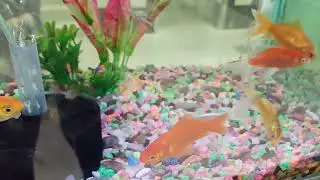 Freshwater Aquarium Fishes | Episode – 35