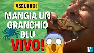 Un pescatore mangia un granchio blu VIVO in diretta!