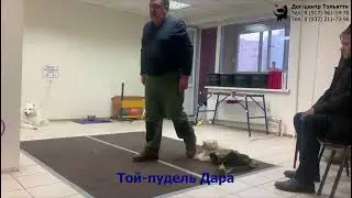 Занятие в группе по дрессировке: команды Лежать, Стоять, Место. Тольятти, 8 марта 2024.