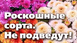 СОРТА ХРИЗАНТЕМЫ МУЛЬТИФЛОРА  Проверены на Урале