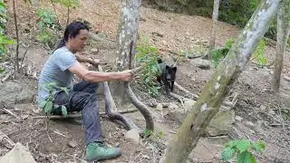 A large snake appeared, Confronting giant pythons that are harmful to pets , Vàng Hoa