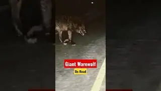 Giant Warewolf on the Streets in Night | 