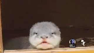 Wild Milestones: Our Otter Pups' Eyes Are Open! 👀