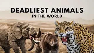 Top 10 Most Deadliest Animals in the World | Deadly Creatures