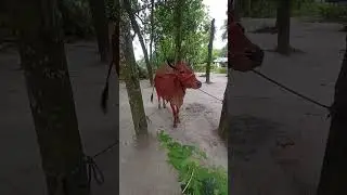 কোরবানির গরু পার্ট ৬#shorts