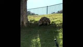 This Tortoise likes to climb up this hill so it can slide down with his belly