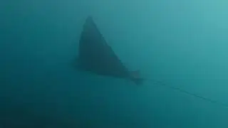 NO RUSH