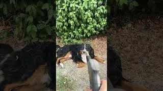 Балу