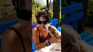 Öpersen ne Yapar?  #köpekler #köpek #köpeksahiplenmek #dogs #shorts #köpekyavrusu #animals #dog