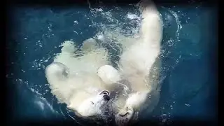 Танец белых медвежат