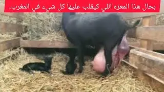 ماعز مورسيانو ولدت ثلاثه ماشاء الله#