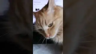 Почему я до сих пор не накормленный 