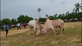 Ox Fight Goa || Goan Dhirio Sport || Bullfighting Goa ||