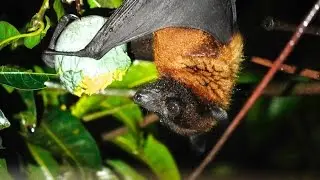 Fruit Bat in Mumbai