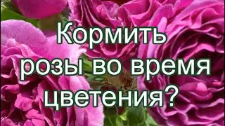 КОРМИТЬ РОЗЫ ВО ВРЕМЯ ЦВЕТЕНИЯ? МОЙ ОТВЕТ ДА!