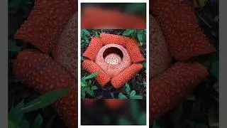 Why does this flower smell like rotten meat?