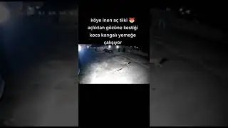 Aç Tilki Köpeği Bagırttı