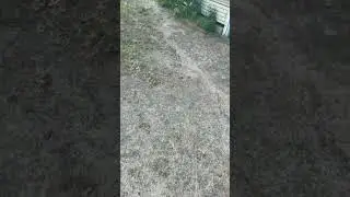 УЛИТКИ АТАКУЮТ...