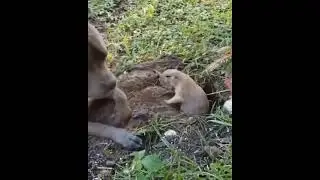 Funny Video | Dog Vs Beaver