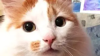 Важные Кошачьи Дела!