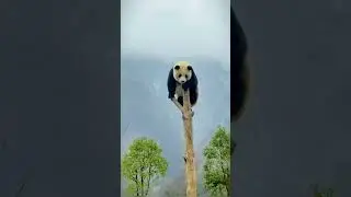 Panda 🐼 #shorts #trending #discovery #panda #pandavideo #pandashort