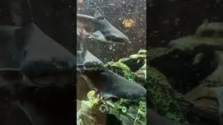 Акулы? Кто знает?..