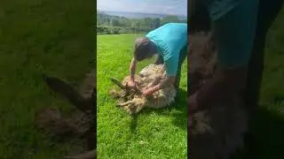 Blade Sheep Shearing ASMR