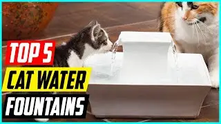 5 Best Cat Water Fountains for 2024