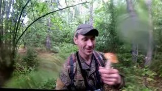 Грибы в Подмосковье. Польские грибы.