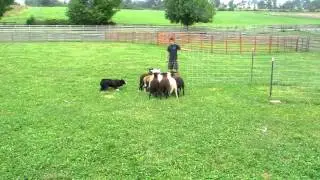 Petie and Jed pennng Sheep