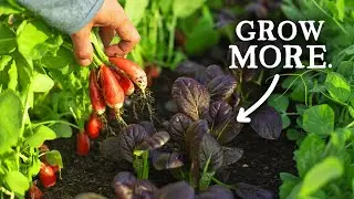 This Simple Sowing Technique Extends Your Harvesting Period