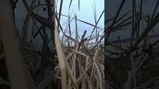 #охотанауток