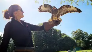 Well-trained buzzard (8K)