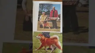 Kortmar Shiba - Example Puppy Folder