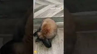 #кролик