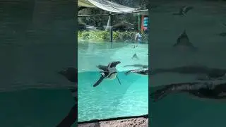 Happy world Penguin day 🐧