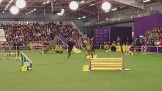 Chelsea - Labrador @ Westminster STD 2018-02-10