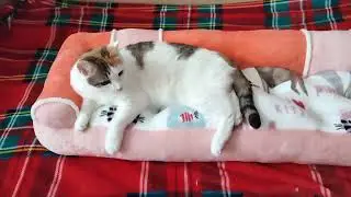 Очень длинный диванчик на подоконник