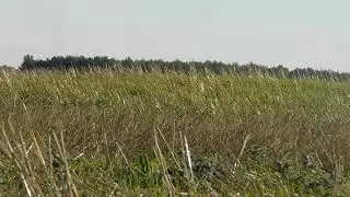 Про группу курганов на Тюкалинском тракте