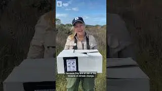 WATCH the moment a western swamp turtle is released! | WWF-Australia