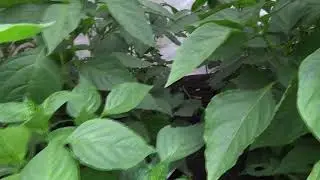 Выращивание перца под агроволокном.