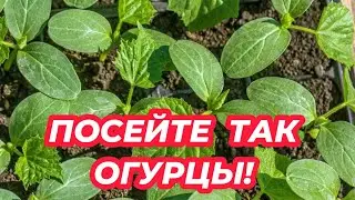 САЖАЮ СЕМЕНА ОГУРЦОВ ТОЛЬКО ТАК! Лучший способ посева огурцов!