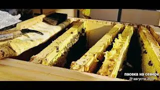 Сколько мёда принёс отводок? | Матка зашла в магазин | Отбор мёда | Часть 4 | Северное пчеловодство